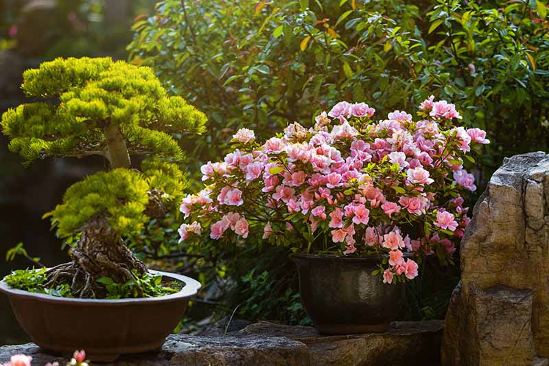 Mastering Camellias: Planting and Care Tips for Beginners