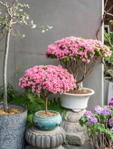Mastering Camellias: Planting and Care Tips for Beginners